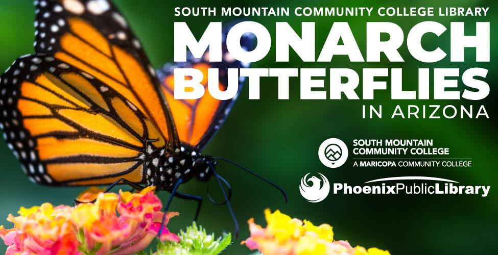 Monarch Butterflies in Arizona